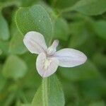 Justicia pilosella Flower