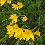 Zephyranthes citrina Flower