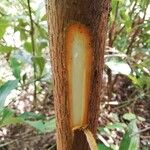 Harungana madagascariensis Corteza