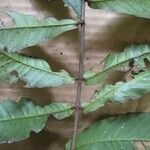 Quiina guianensis その他の提案