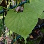 Ipomoea alba Φύλλο