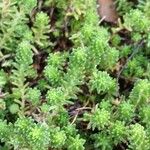 Sedum sexangulare List