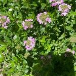 Thymus longicaulis 花