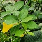 Allamanda schottii Φύλλο