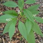 Phytolacca americanaLeaf