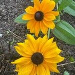 Rudbeckia hirtaFlower