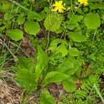 Hieracium murorum অভ্যাস