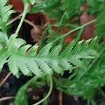 Pteris tremula Hostoa