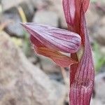 Serapias orientalis Flor
