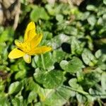 Ranunculus ficariaFlower