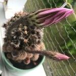 Echinopsis oxygona Bloem
