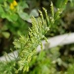 Catapodium rigidum Flower