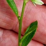 Polygala amarella Folio