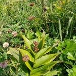 Maianthemum stellatum Ffrwyth