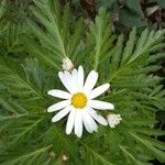 Argyranthemum broussonetii Лист