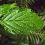 Stachytarpheta urticifolia Hoja