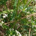 Galium mollugo Blatt