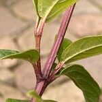 Viburnum tinus Rinde