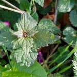 Lamium maculatum Blad