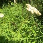 Achillea setaceaFlower