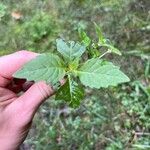 Lycopus uniflorus Leaf