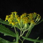 Senecio royleanus عادت