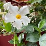 Mandevilla laxaBlomst