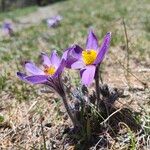 Pulsatilla vernalisFlower