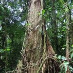 Chromolucuma congestifolia 形态