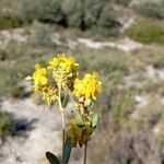 Helianthemum squamatum Flor