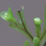 Hymenophyllum inaequale Flower