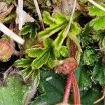 Potentilla pusilla Foglia