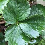 Fragaria × ananassa 葉