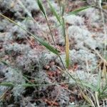 Brachypodium distachyon Leaf