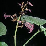 Fridericia mollis Flor