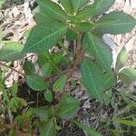 Euphorbia heterophylla Levél