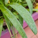 Lachenalia aloides Leaf