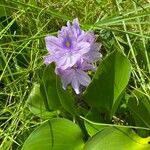 Pontederia crassipes Хабит