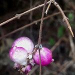 Symphoricarpos orbiculatus Fruto