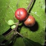 Ficus webbiana Fruit