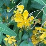 Hypericum monogynum Floare