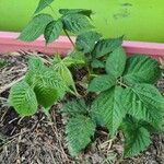 Rubus bertramii Blad