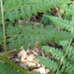 Microlepia speluncae Leaf