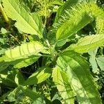 Eupatorium serotinum 葉