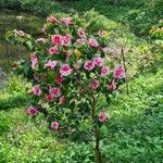 Camellia oleifera অভ্যাস