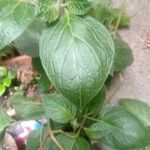 Capsicum pubescens Hoja
