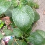 Capsicum pubescens Leaf