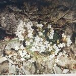 Saxifraga diapensioides Flower