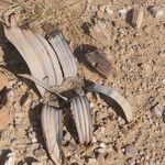 Welwitschia mirabilis Blatt