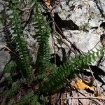 Asplenium platyneuron ᱥᱟᱠᱟᱢ